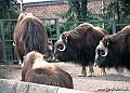 Zoo KBH 1998 0033